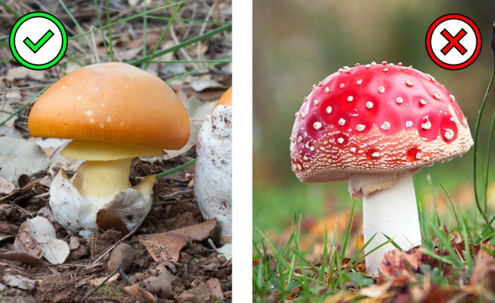 Setas venenosas | Las parejas micol&oacute;gicas que m&aacute;s dudas generan en los montes de Castilla y Le&oacute;n | Imagen 4