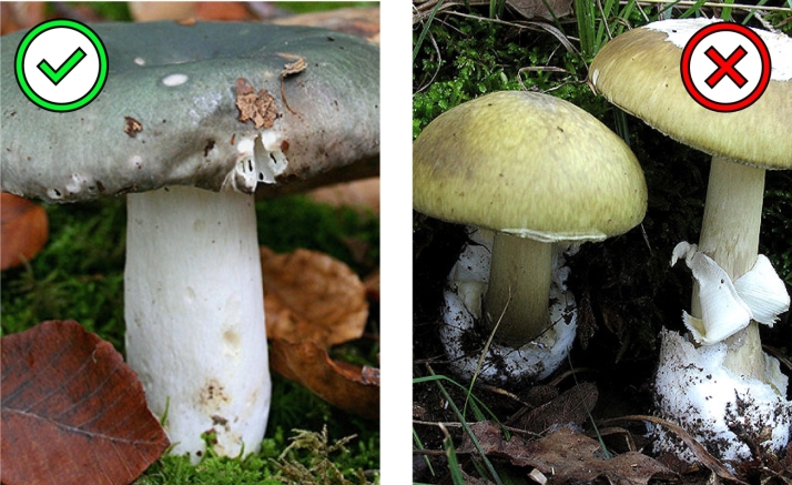 Setas venenosas | Las parejas micol&oacute;gicas que m&aacute;s dudas generan en los montes de Castilla y Le&oacute;n | Imagen 3
