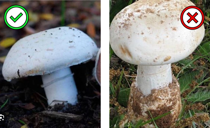 Setas venenosas | Las parejas micol&oacute;gicas que m&aacute;s dudas generan en los montes de Castilla y Le&oacute;n | Imagen 6