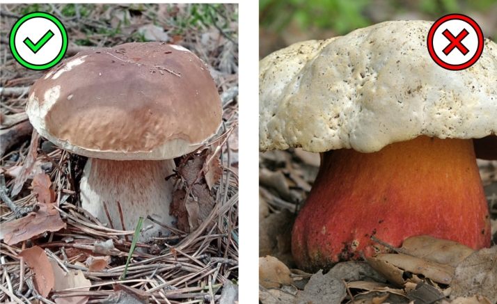 Setas venenosas | Las parejas micol&oacute;gicas que m&aacute;s dudas generan en los montes de Castilla y Le&oacute;n | Imagen 2