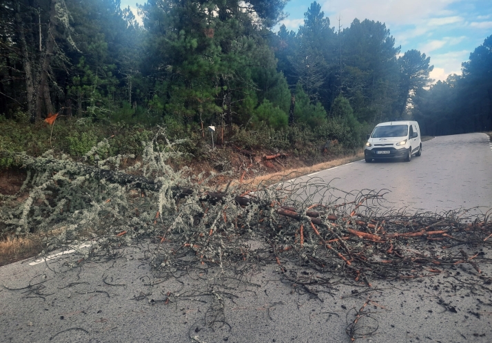 El viento de la borrasca Benjam&iacute;n provoca da&ntilde;os en la provincia  | Imagen 1