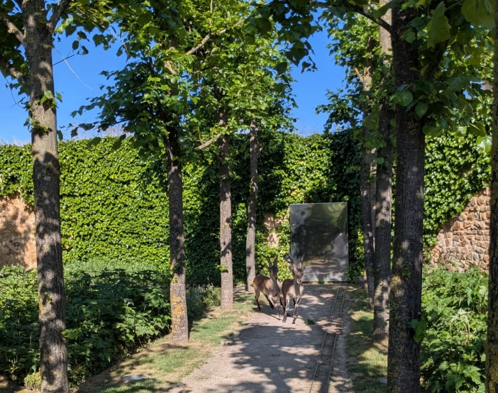 Las cabras montesas de &Aacute;greda visitan el jard&iacute;n del Palacio de los Castejones | Imagen 1
