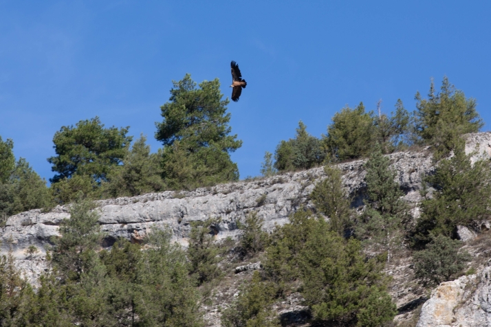 D&oacute;nde ver buitres en Soria: cinco para&iacute;sos naturales para celebrar su D&iacute;a Internacional | Imagen 1