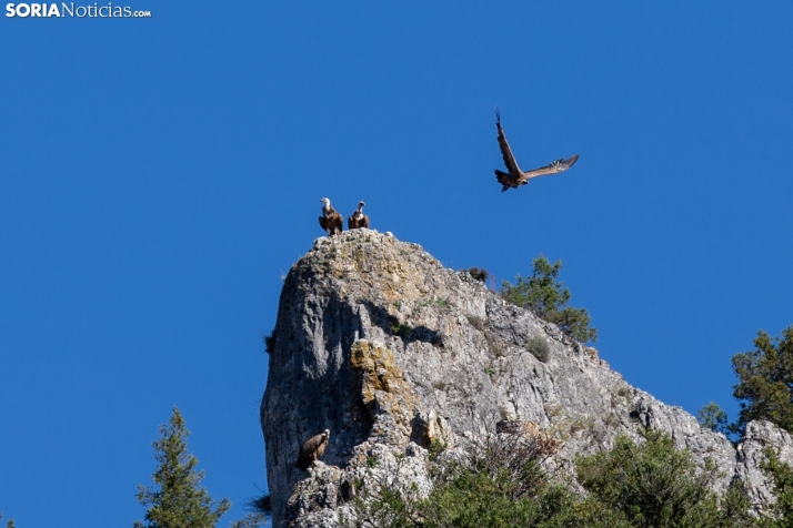 El parque natural perfecto para una escapada de fin de semana est&aacute; entre Soria y Burgos | Imagen 1