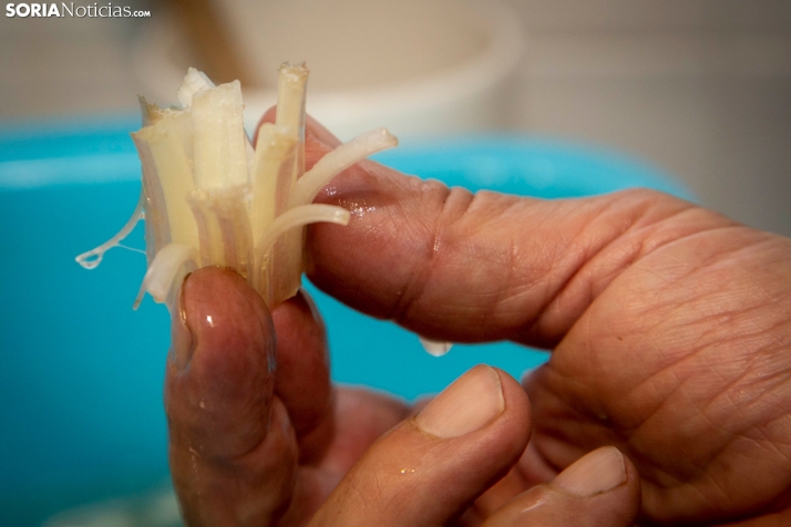 Cardo rojo de Ágreda