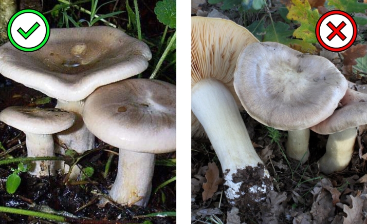 Setas venenosas | Las parejas micol&oacute;gicas que m&aacute;s dudas generan en los montes de Castilla y Le&oacute;n | Imagen 5
