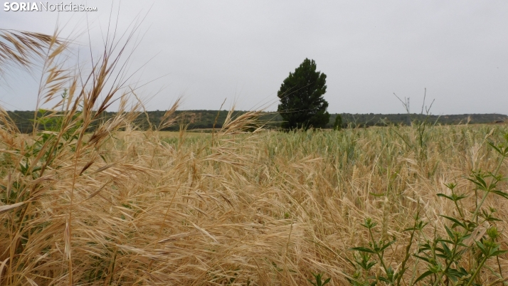 Un fin de semana de leyenda: la ruta m&aacute;s m&aacute;gica por la provincia de Soria | Imagen 8