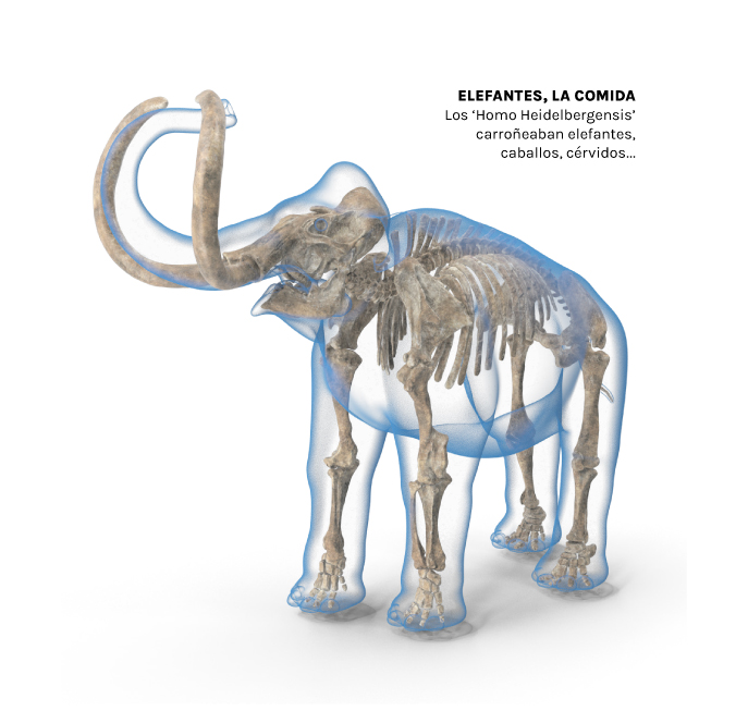Un elefante prehist&oacute;rico