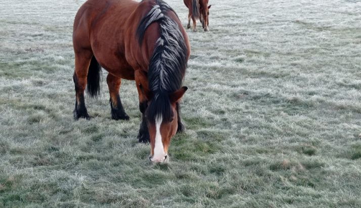 Duruelo de la Sierra amanece con menos diez grados | Imagen 1