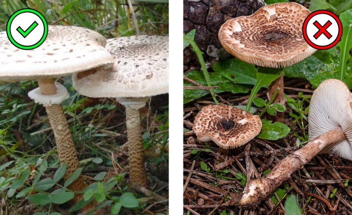 Setas venenosas | Las parejas micol&oacute;gicas que m&aacute;s dudas generan en los montes de Castilla y Le&oacute;n | Imagen 1