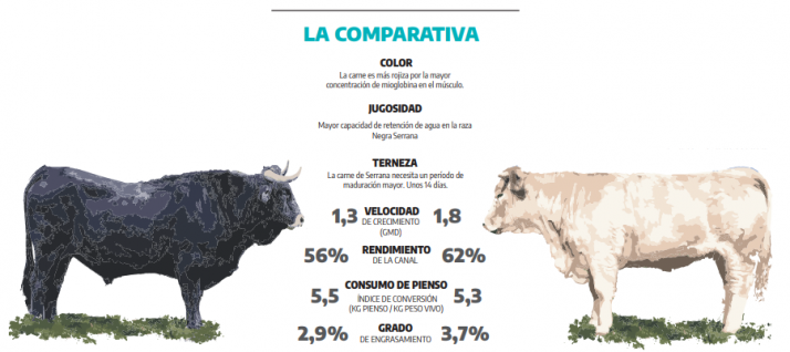 Serrana Negra: Pasi&oacute;n por lo propio. Un an&aacute;lisis completo de esta raza aut&oacute;ctona soriana | Imagen 2