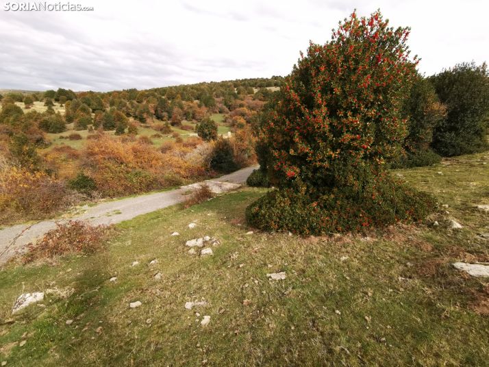 6 paisajes &uacute;nicos que no puedes perderte este oto&ntilde;o en Soria | Imagen 2