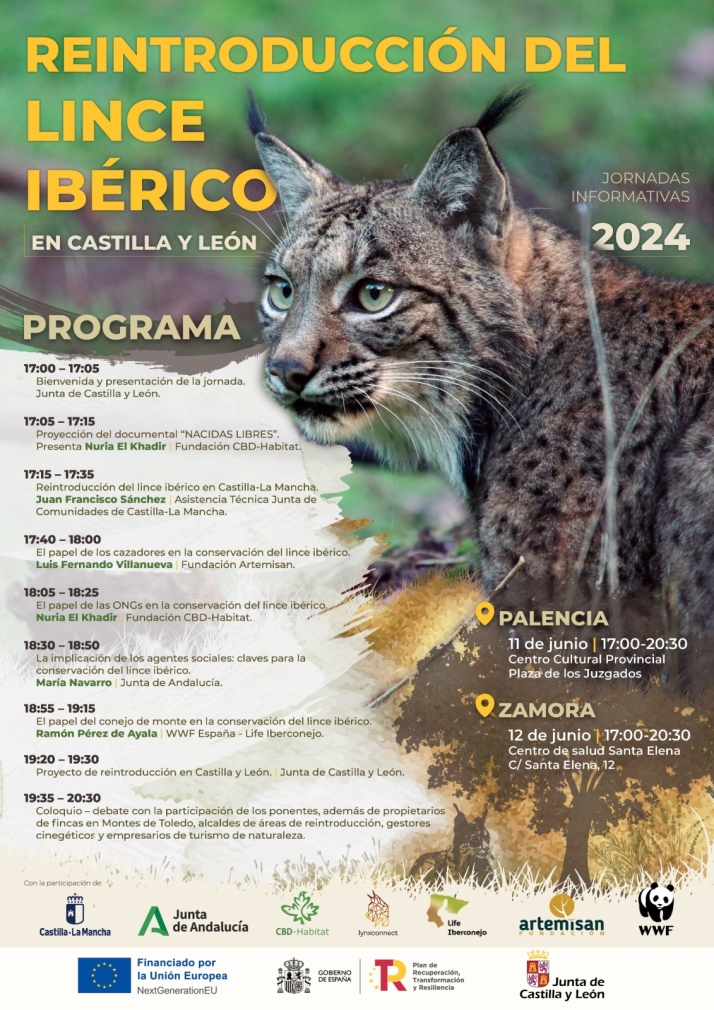Estas son las dos zonas de Castilla y Le&oacute;n donde ser&aacute; reintroducido el lince ib&eacute;rico | Imagen 1