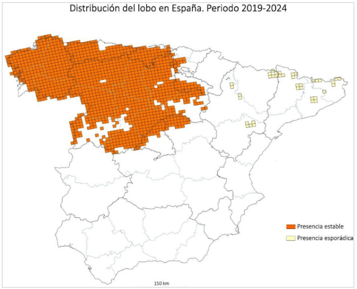 Censo nacional del lobo: 333 manadas y Castilla y Le&oacute;n tiene 160 exclusivas y 33 compartidas, la cifra m&aacute;s alta por regi&oacute;n | Imagen 1