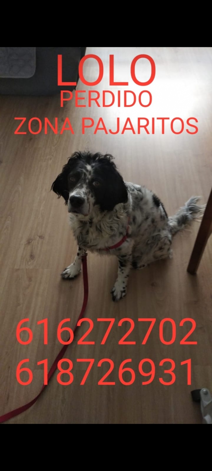 Buscan a 'Lolo', extraviado en Los Pajaritos | Imagen 1