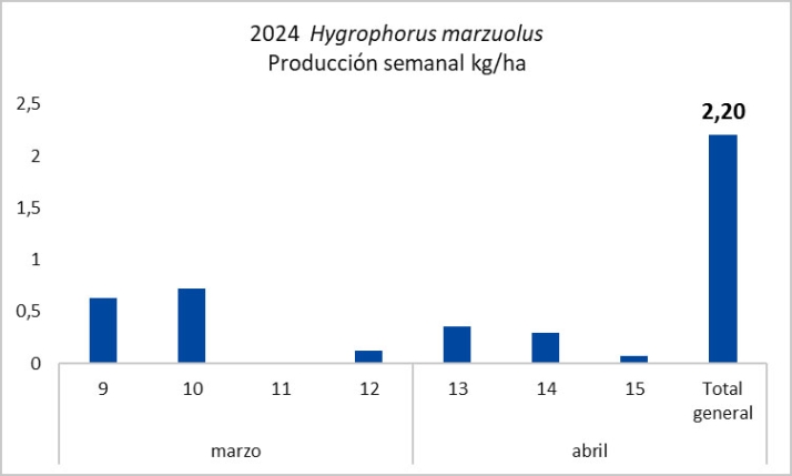 Setas en Castilla y Le&oacute;n | Buenas producciones en varias provincias para este puente | Imagen 1