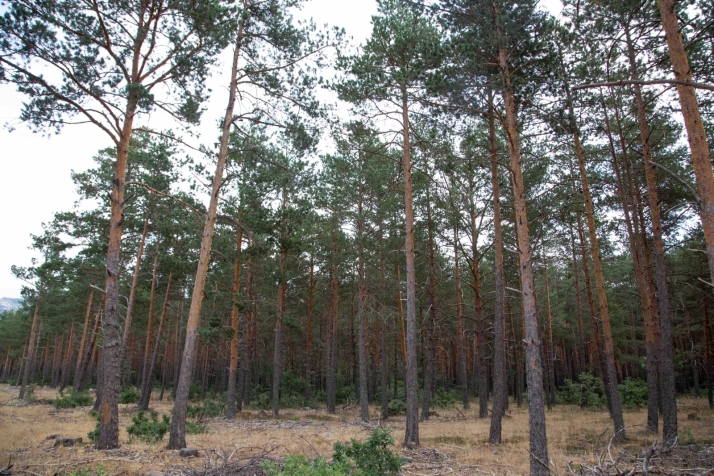Pinar de Duruelo. /Mar&iacute;a Ferrer