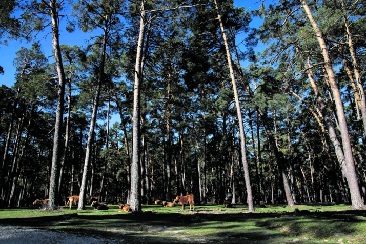 &iquest;Los montes de Soria son realmente un ejemplo de gesti&oacute;n forestal? | Imagen 1