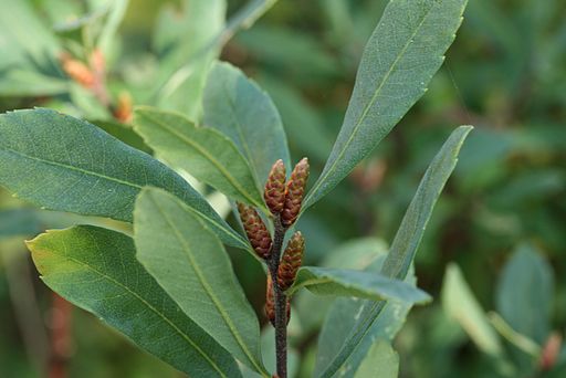 M&aacute;s all&aacute; del tomillo y la sabina: las verdaderas plantas exclusivas que esconde Soria | Imagen 2