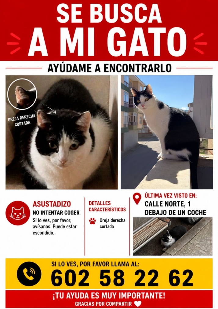 Se busca a Schrodinger, un gato dom&eacute;stico desaparecido en &Oacute;lvega | Imagen 1