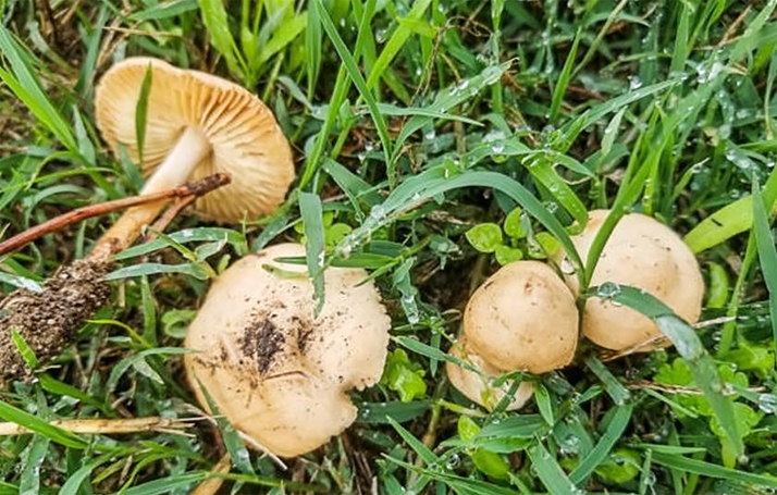 SETAS EN CASTILLA Y LE&Oacute;N | Repuntan los lansarones y abundan las senderillas en Soria | Imagen 2