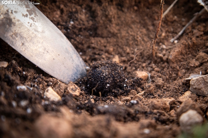 Trufa Negra de Soria