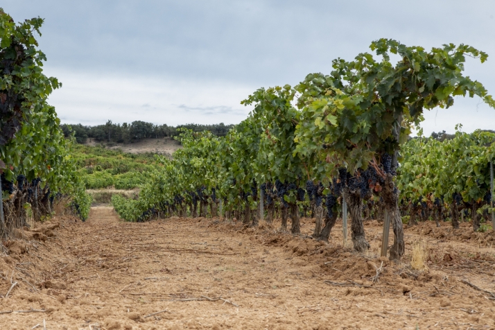 Vi&ntilde;edo de la Ribera del Duero soriana. /Mar&iacute;a Ferrer