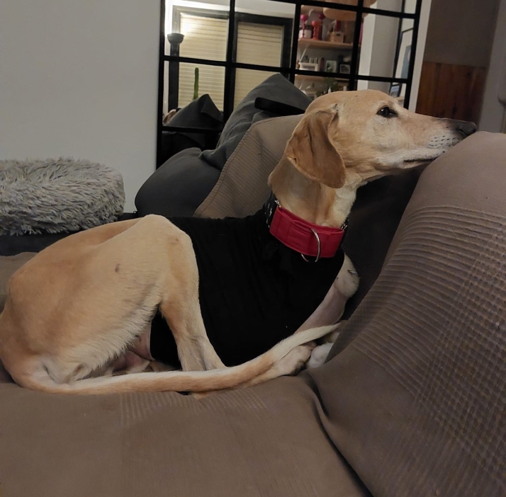 Adoptar a un animal con discapacidad: La historia del perro soriano que ha conmovido a Instagram | Imagen 3