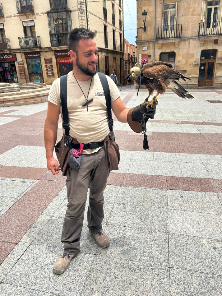 &iquest;Qu&eacute; hac&iacute;a una &aacute;guila de Harris surcando la plaza de la Tarta de Soria? | Imagen 1