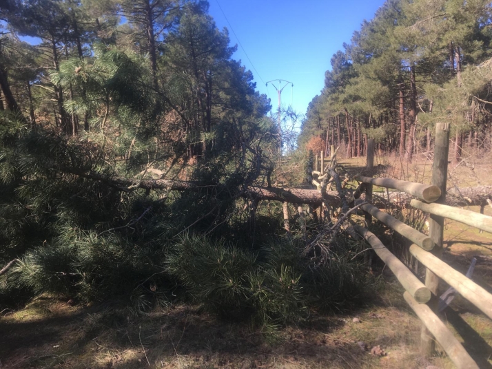Ca&iacute;da de un &aacute;rbol en Fuentetoba