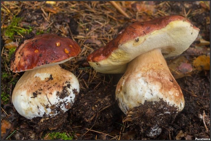 Boletus pinicola