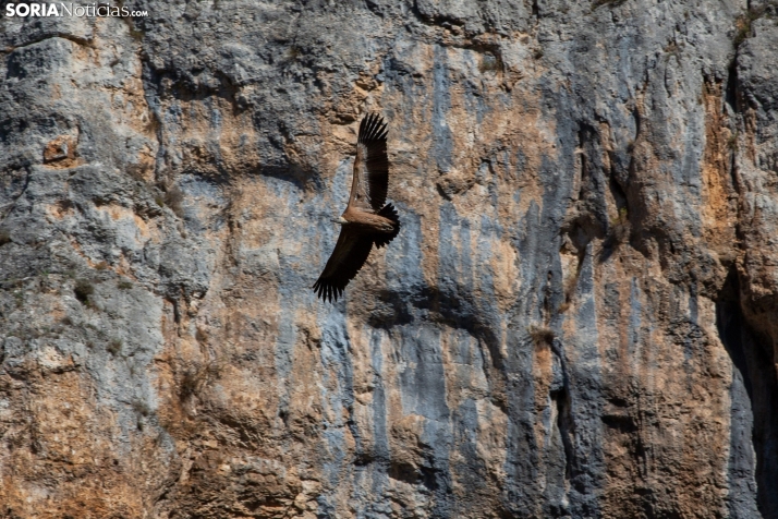 D&oacute;nde ver buitres en Soria: cinco para&iacute;sos naturales para celebrar su D&iacute;a Internacional | Imagen 2