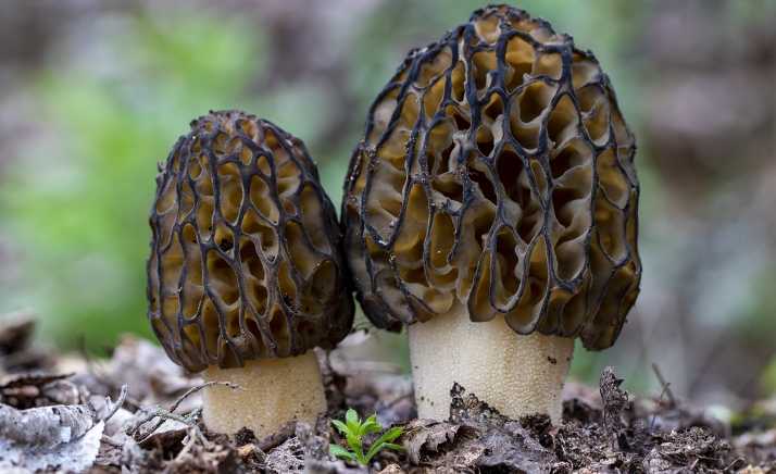 Setas de primavera en Soria: Todas las joyas de la provincia, desde la colmenilla hasta el Coprinus comatus | Imagen 2