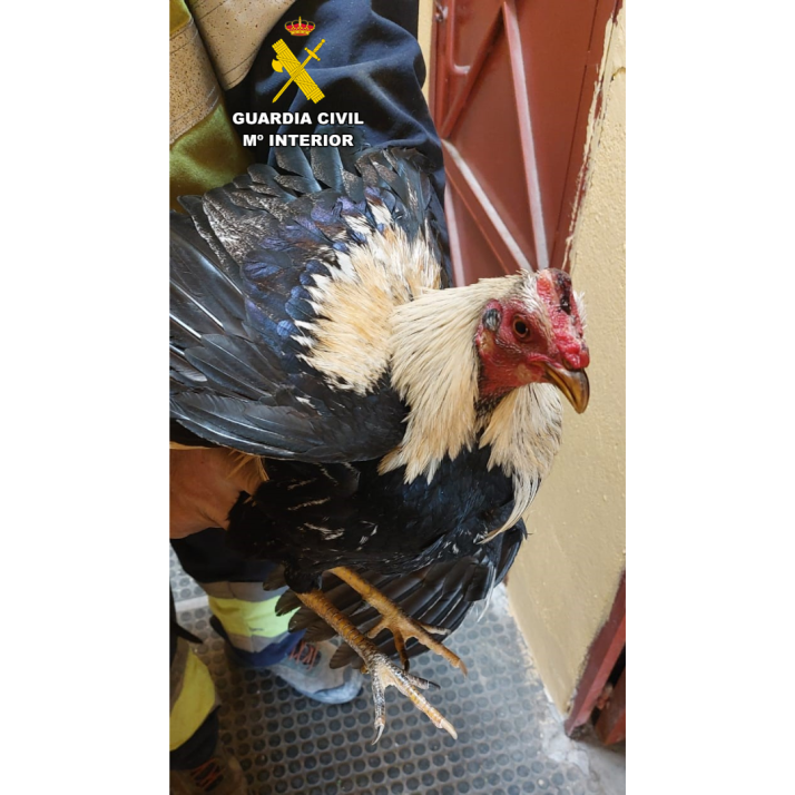 As&iacute; fue el rescate de los famosos gallos de Valladolid en Soria | Imagen 1