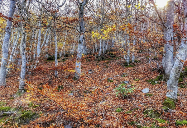 Cuatro hayedos sorianos para conocer los 'misterios' del oto&ntilde;o | Imagen 4