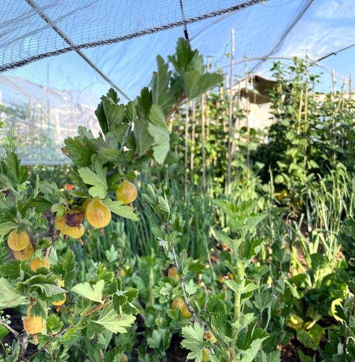 Mucho m&aacute;s que tomates, los huertos urbanos echan ra&iacute;ces en Soria | Imagen 4