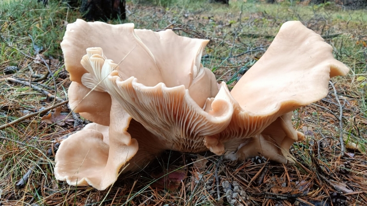 &iquest;Eres capaz de identificar esta enorme seta encontrada en Soria? | Imagen 2