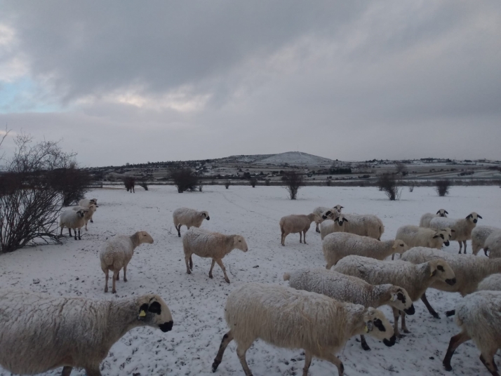 Una ruta persiguiendo la nieve por tierras sorianas | Imagen 4