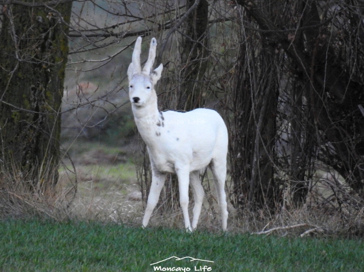 Muere 'El Blanco', el corzo que durante siete a&ntilde;os convirti&oacute; en realidad la leyenda de B&eacute;cquer | Imagen 1