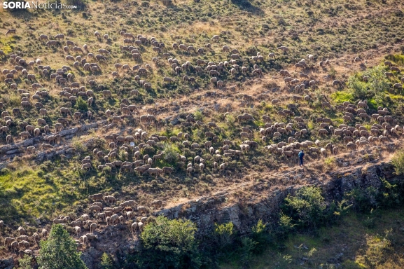 Los &uacute;ltimos pastores trashumantes de Soria | Imagen 1