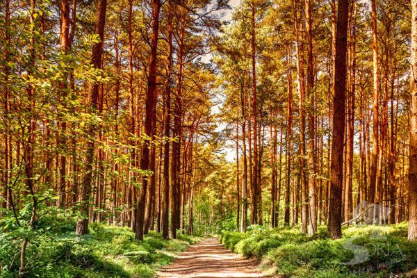 Pinar de Tierras Altas.