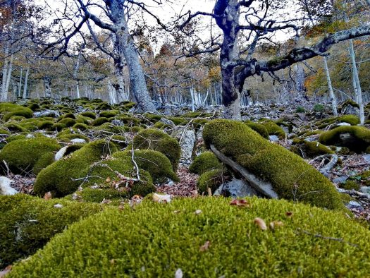 6 paisajes &uacute;nicos que no puedes perderte este oto&ntilde;o en Soria | Imagen 6