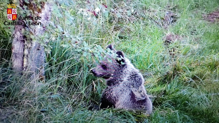 El osezno recuperado en Igüeña se aclimata en Valsemana, León, antes de su reintroducción en el medio natural