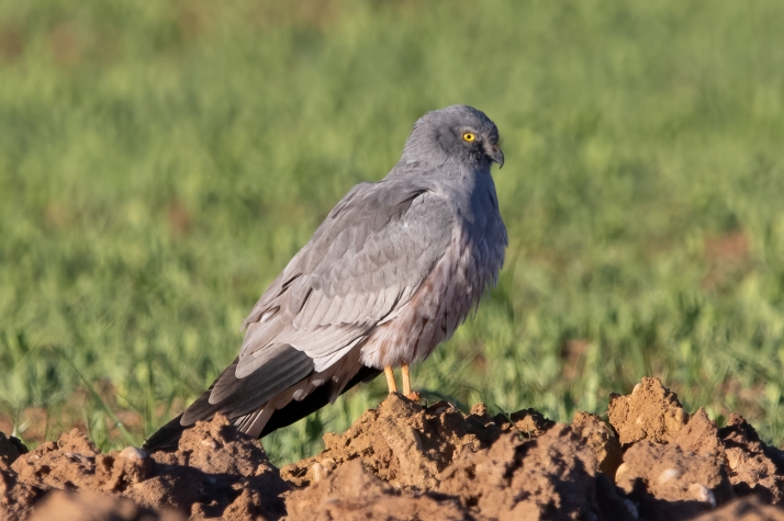 Castilla y León comienza el proyecto para conservar el aguilucho cenizo