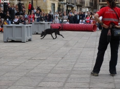 Una imagen del acto de la UME hoy en Soria. /PC