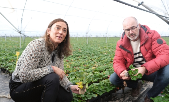 Con explotaciones en Soria, Castilla y León lidera el cultivo de planta de fresa en Europa