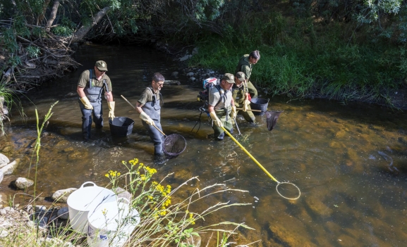Castilla y León, al rescate de los peces aislados en el Tera