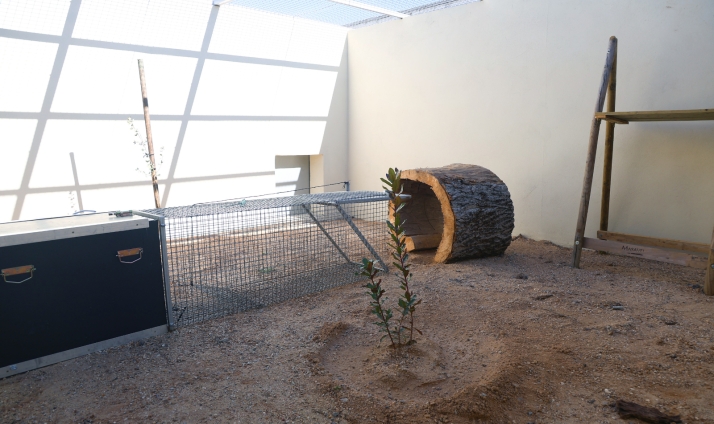 Medio millón para blindar la salud del lince en la Castilla y León