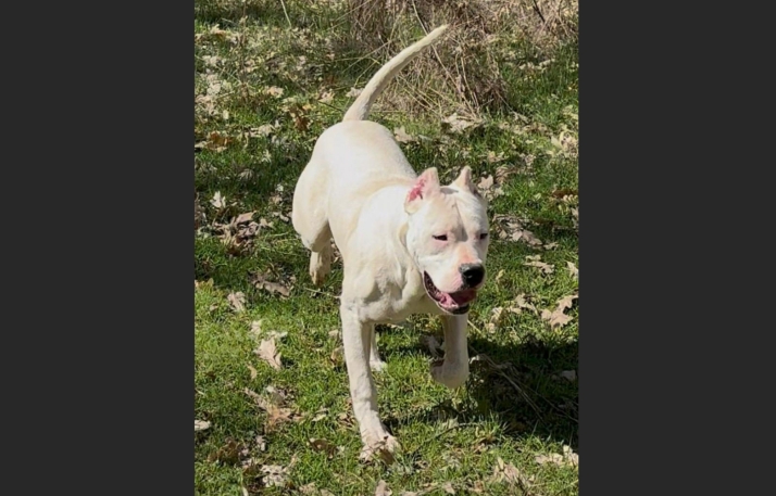 ¡Se busca a Pampa! una cachorra de 7 meses robada en El Royo durante la Semana Santa